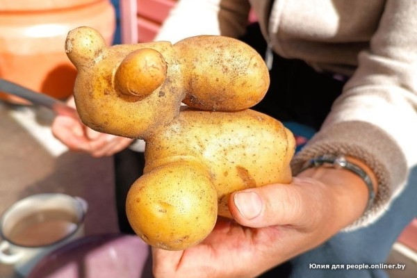 В Кобрине картошки сразу стараются расти размером с ведро. Чем еще удивляют белорусские овощи В Кобрине картошки сразу стараются расти размером с ведро. Чем еще удивляют белорусские овощи