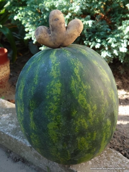 В Кобрине картошки сразу стараются расти размером с ведро. Чем еще удивляют белорусские овощи В Кобрине картошки сразу стараются расти размером с ведро. Чем еще удивляют белорусские овощи