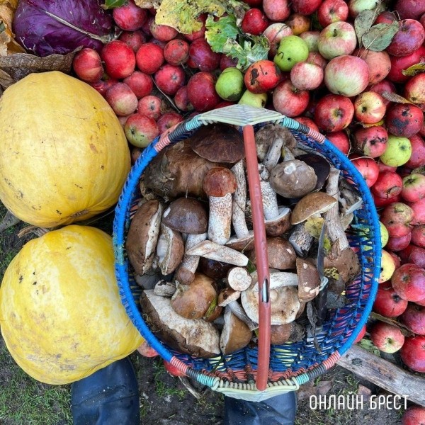 
                Читатель: Грибная «охота» удалась :)
            