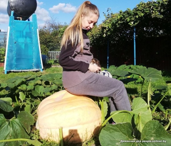 В Кобрине картошки сразу стараются расти размером с ведро. Чем еще удивляют белорусские овощи В Кобрине картошки сразу стараются расти размером с ведро. Чем еще удивляют белорусские овощи