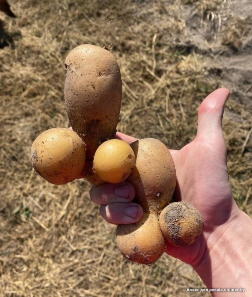 В Кобрине картошки сразу стараются расти размером с ведро. Чем еще удивляют белорусские овощи В Кобрине картошки сразу стараются расти размером с ведро. Чем еще удивляют белорусские овощи