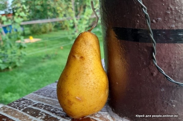 В Кобрине картошки сразу стараются расти размером с ведро. Чем еще удивляют белорусские овощи В Кобрине картошки сразу стараются расти размером с ведро. Чем еще удивляют белорусские овощи