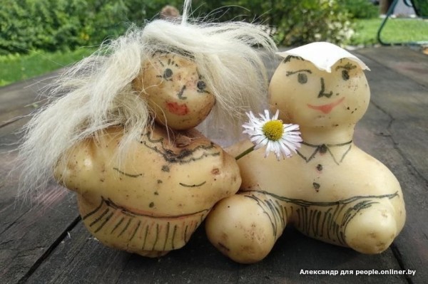 В Кобрине картошки сразу стараются расти размером с ведро. Чем еще удивляют белорусские овощи В Кобрине картошки сразу стараются расти размером с ведро. Чем еще удивляют белорусские овощи