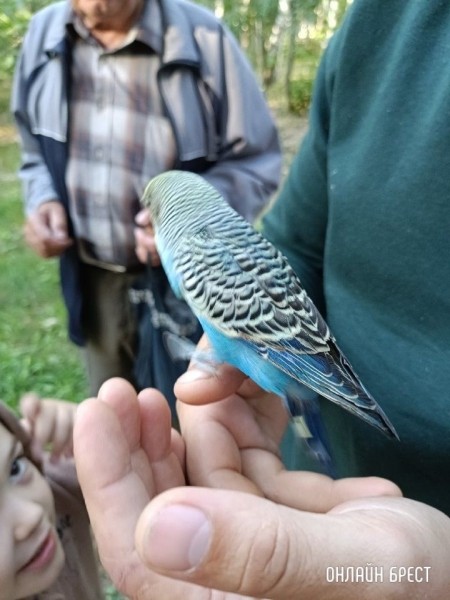 Читатель: Парк Воинов-интернационалистов. Чей попугайчик улетел?
Читатель: Парк Воинов-интернационалистов. Чей попугайчик улетел?