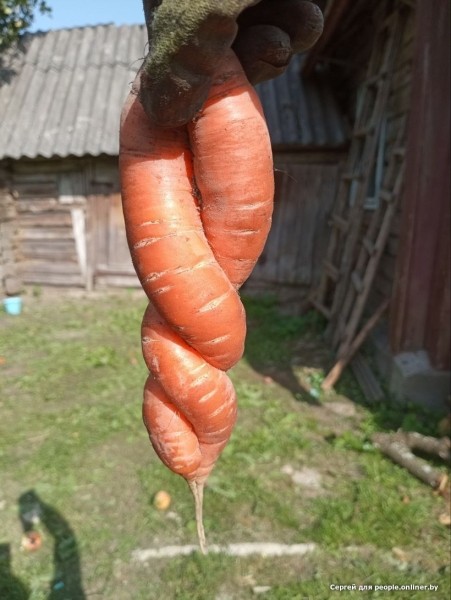 В Кобрине картошки сразу стараются расти размером с ведро. Чем еще удивляют белорусские овощи В Кобрине картошки сразу стараются расти размером с ведро. Чем еще удивляют белорусские овощи