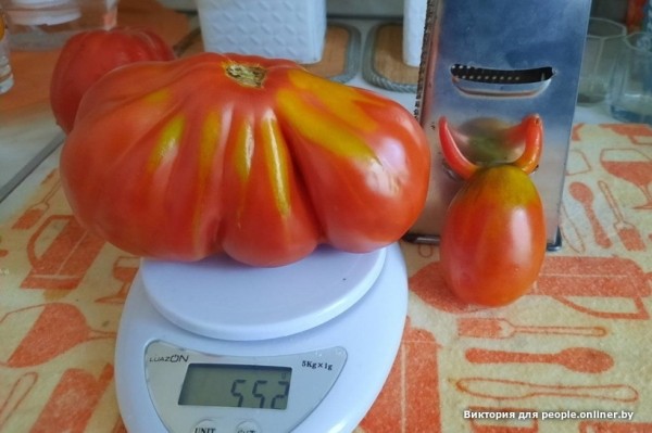 В Кобрине картошки сразу стараются расти размером с ведро. Чем еще удивляют белорусские овощи В Кобрине картошки сразу стараются расти размером с ведро. Чем еще удивляют белорусские овощи