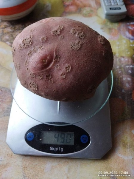 В Кобрине картошки сразу стараются расти размером с ведро. Чем еще удивляют белорусские овощи В Кобрине картошки сразу стараются расти размером с ведро. Чем еще удивляют белорусские овощи