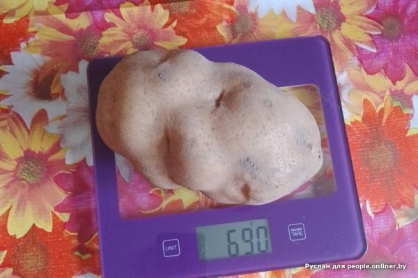 В Кобрине картошки сразу стараются расти размером с ведро. Чем еще удивляют белорусские овощи В Кобрине картошки сразу стараются расти размером с ведро. Чем еще удивляют белорусские овощи