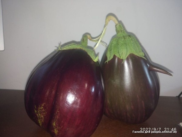 В Кобрине картошки сразу стараются расти размером с ведро. Чем еще удивляют белорусские овощи В Кобрине картошки сразу стараются расти размером с ведро. Чем еще удивляют белорусские овощи