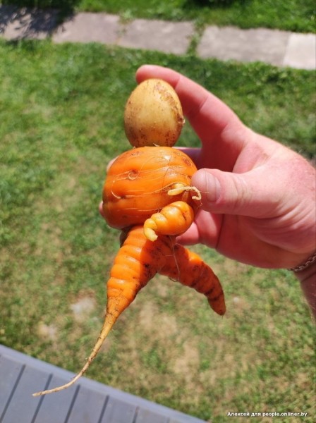 В Кобрине картошки сразу стараются расти размером с ведро. Чем еще удивляют белорусские овощи В Кобрине картошки сразу стараются расти размером с ведро. Чем еще удивляют белорусские овощи