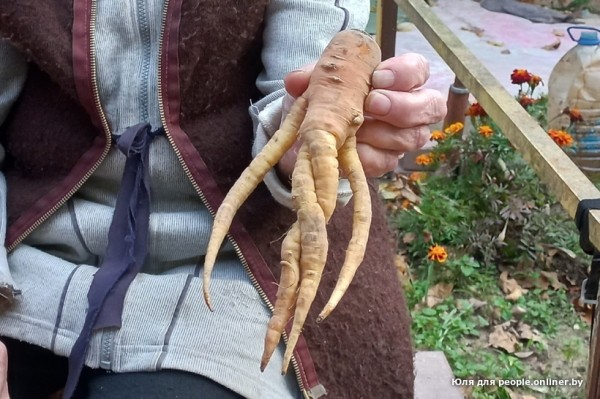 В Кобрине картошки сразу стараются расти размером с ведро. Чем еще удивляют белорусские овощи В Кобрине картошки сразу стараются расти размером с ведро. Чем еще удивляют белорусские овощи