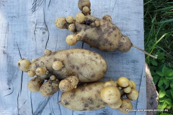В Кобрине картошки сразу стараются расти размером с ведро. Чем еще удивляют белорусские овощи В Кобрине картошки сразу стараются расти размером с ведро. Чем еще удивляют белорусские овощи