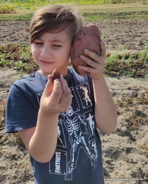 В Кобрине картошки сразу стараются расти размером с ведро. Чем еще удивляют белорусские овощи В Кобрине картошки сразу стараются расти размером с ведро. Чем еще удивляют белорусские овощи