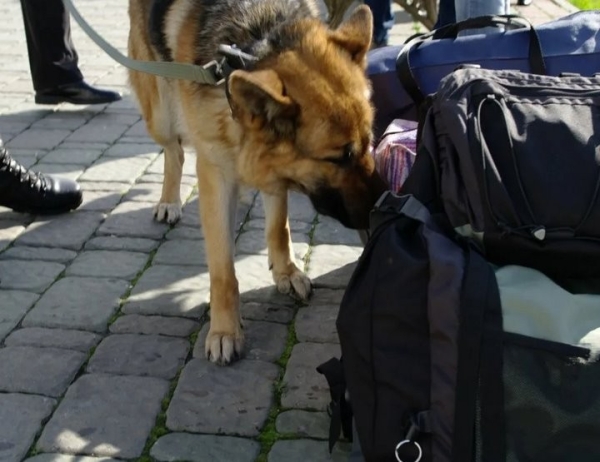 На границе в Бресте собака среагировала на пассажира автобуса. Что у него нашли?