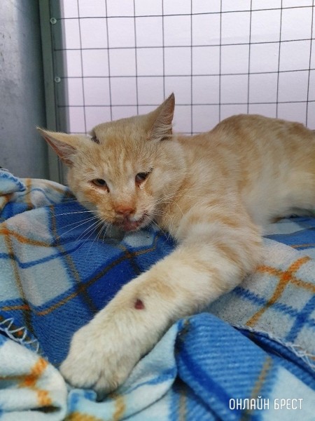 Читатель: Утром ехала на работу на ул.Гаврилова и впереди увидела раздавленного кем-то кота
Читатель: Утром ехала на работу на ул.Гаврилова и впереди увидела раздавленного кем-то кота