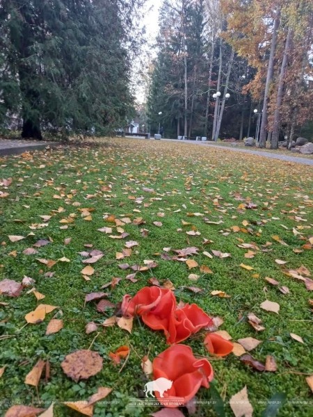 В Беловежской пуще нашли необычный гриб В Беловежской пуще нашли необычный гриб