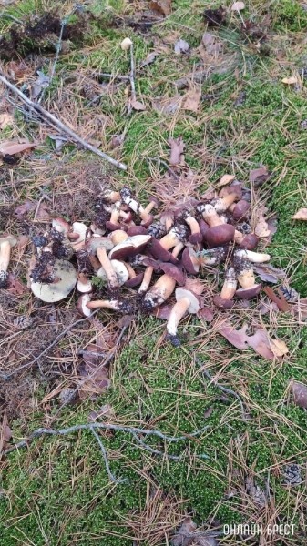 Читатель: Мой сегодняшний «улов» в Брестском районе
Читатель: Мой сегодняшний «улов» в Брестском районе