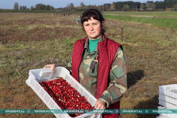 Как в Пинском районе убирают клюкву. Фото и подробности
