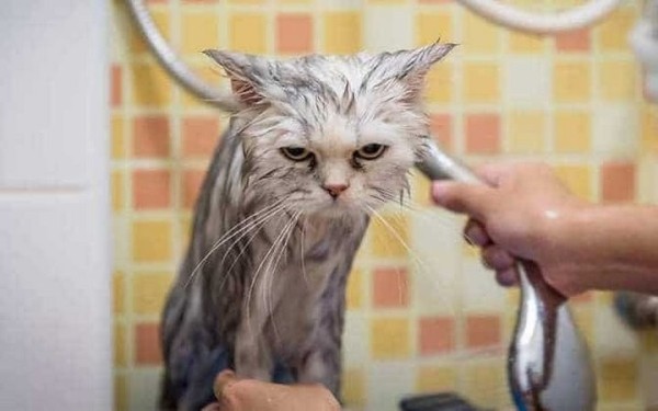 Ученые объяснили, почему кошки не любят купаться, и боязнь воды тут не причем Ученые объяснили, почему кошки не любят купаться, и боязнь воды тут не причем