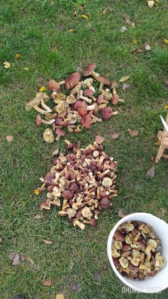 Читатель: Мой сегодняшний «улов» в Брестском районе
Читатель: Мой сегодняшний «улов» в Брестском районе