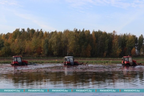 Как в Пинском районе убирают клюкву. Фото и подробности