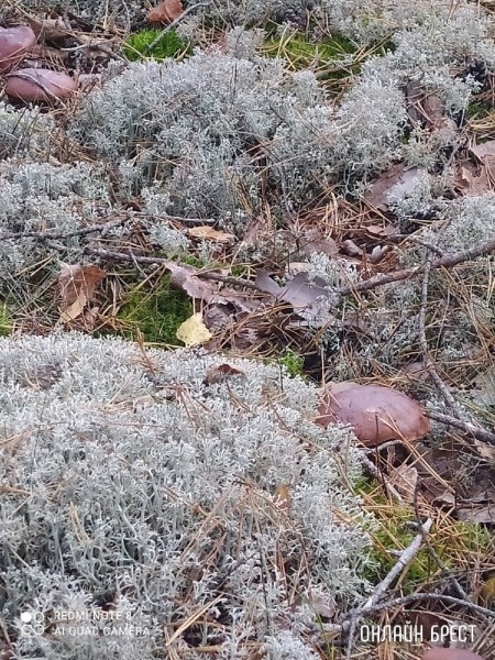 Читатель: Мой сегодняшний «улов» в Брестском районе
Читатель: Мой сегодняшний «улов» в Брестском районе