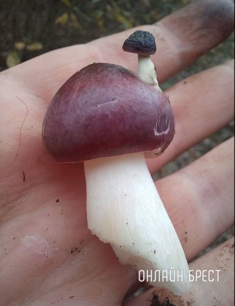 
                Читатель:  Двухэтажный! Посмотрите, какой гриб мы нашли в Ивановской районе
            