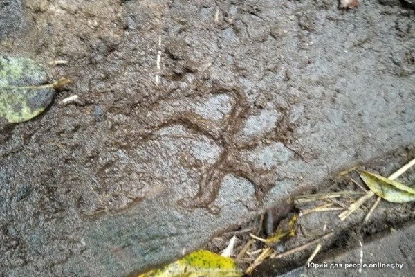 Просто нравится убивать. Злое существо устроило бойню под Светлогорском Просто нравится убивать. Злое существо устроило бойню под Светлогорском