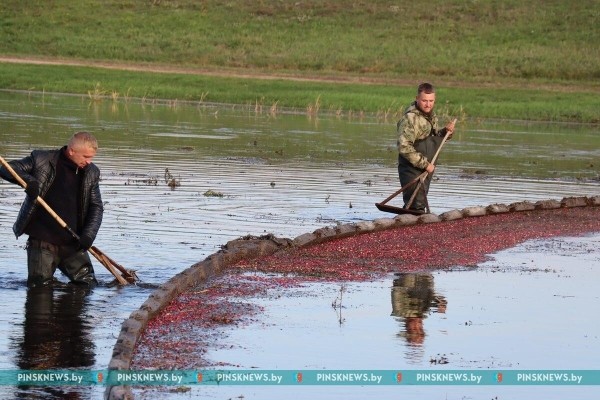 Как в Пинском районе убирают клюкву. Фото и подробности