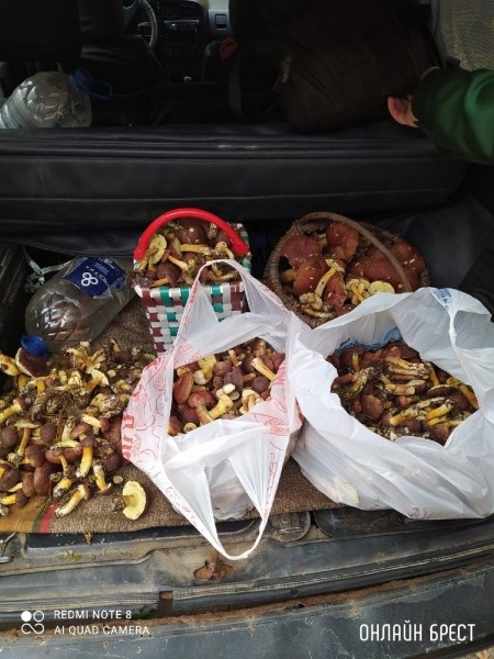 Читатель: Мой сегодняшний «улов» в Брестском районе
Читатель: Мой сегодняшний «улов» в Брестском районе