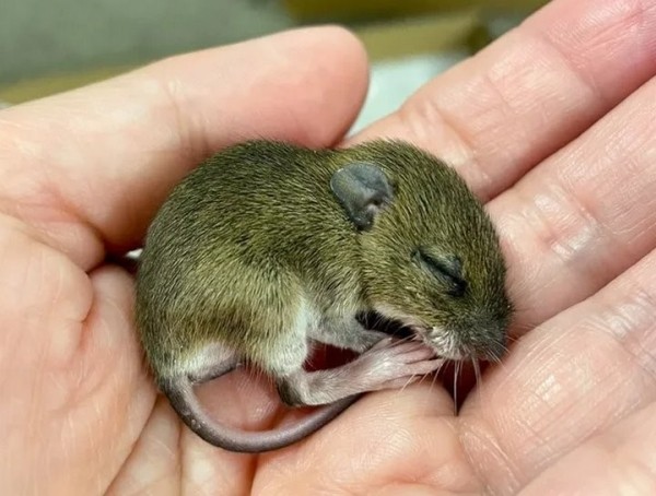 Девушка нашла на дороге мышонка и решила приютить его. Она рассказывает о нем в блоге, и теперь за жизнью грызуна следят тысячи людей