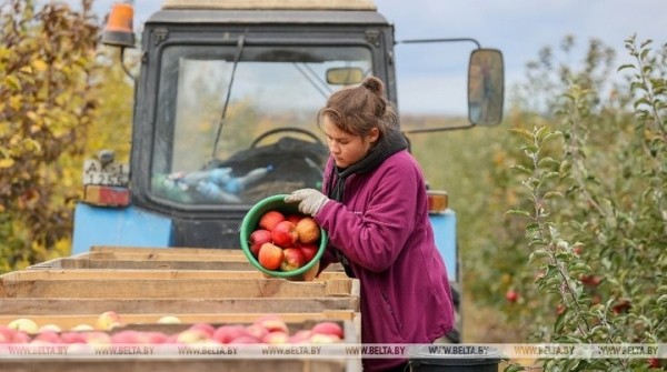 Студенты брестских университетов помогают убирать урожай яблок в ОАО «Остромечево» в Брестском районе. Сколько им платят?