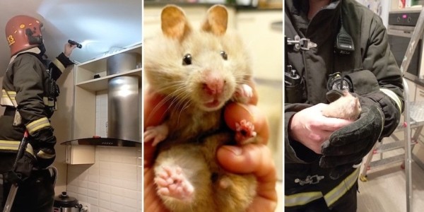 Вот так подарочек. В квартиру по вентиляции пробрался нежданный гость