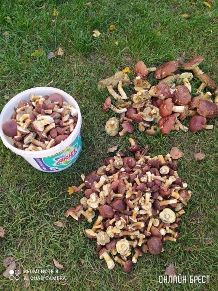 Читатель: Мой сегодняшний «улов» в Брестском районе
Читатель: Мой сегодняшний «улов» в Брестском районе