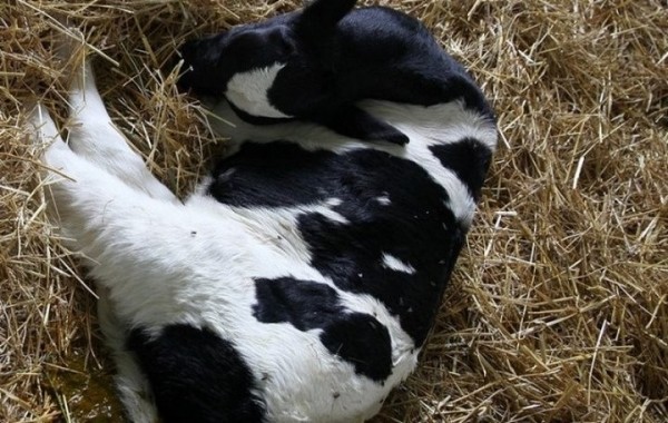 На одном из предприятий Брестчины пропали 226 голов скота. Более 340 тыс. рублей ущерба На одном из предприятий Брестчины пропали 226 голов скота. Более 340 тыс. рублей ущерба