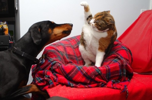 Как кошка с собакой! Как подружить разных животных в доме? Как кошка с собакой! Как подружить разных животных в доме?