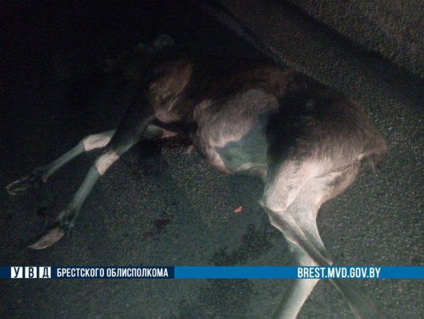 В Ивацевичском районе автомобиль сбил лося В Ивацевичском районе автомобиль сбил лося