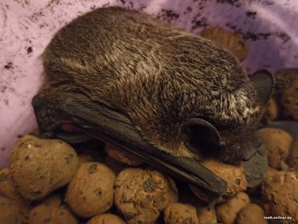 Вот это дичь. Посмотрите, какие зверьки пробираются в дома белорусов Вот это дичь. Посмотрите, какие зверьки пробираются в дома белорусов