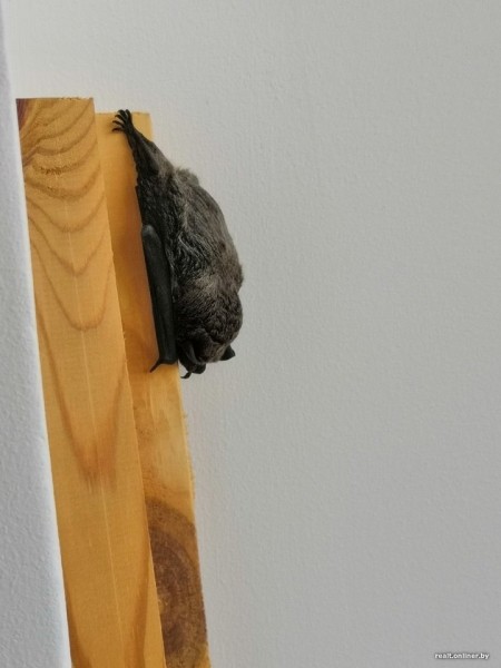 Вот это дичь. Посмотрите, какие зверьки пробираются в дома белорусов Вот это дичь. Посмотрите, какие зверьки пробираются в дома белорусов