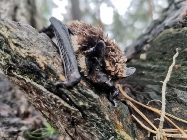 Вот это дичь. Посмотрите, какие зверьки пробираются в дома белорусов Вот это дичь. Посмотрите, какие зверьки пробираются в дома белорусов