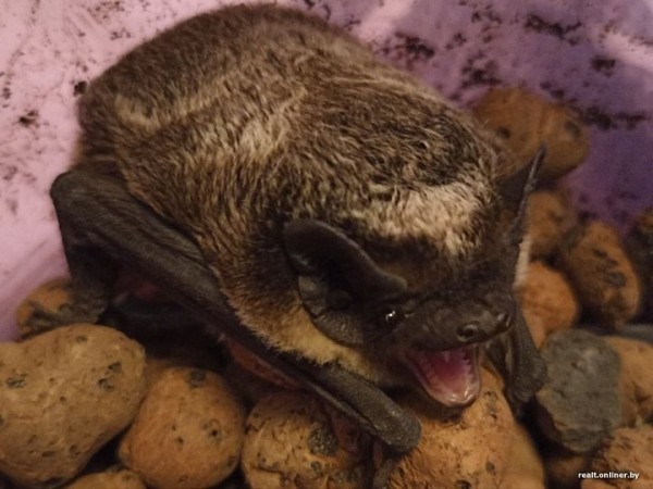 Вот это дичь. Посмотрите, какие зверьки пробираются в дома белорусов Вот это дичь. Посмотрите, какие зверьки пробираются в дома белорусов