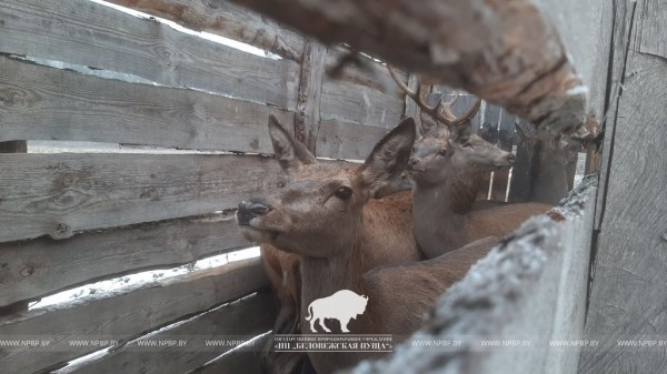 Из Беловежской пущи по Брестской области расселяют благородных оленей