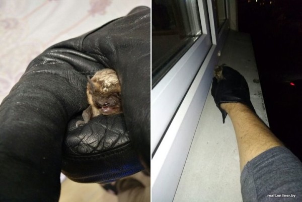 Вот это дичь. Посмотрите, какие зверьки пробираются в дома белорусов Вот это дичь. Посмотрите, какие зверьки пробираются в дома белорусов