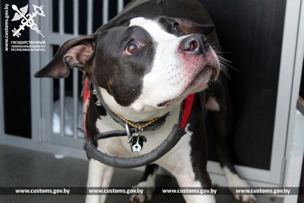 Собак и котов редких пород под видом метисов ввезли в Беларусь из Польши Собак и котов редких пород под видом метисов ввезли в Беларусь из Польши