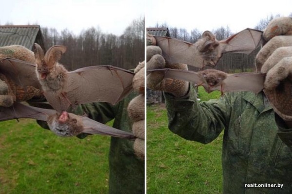 Вот это дичь. Посмотрите, какие зверьки пробираются в дома белорусов Вот это дичь. Посмотрите, какие зверьки пробираются в дома белорусов