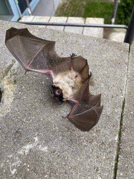 Вот это дичь. Посмотрите, какие зверьки пробираются в дома белорусов Вот это дичь. Посмотрите, какие зверьки пробираются в дома белорусов