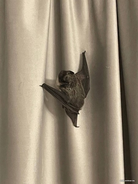 В квартиру белорусов пробрался неожиданный ночной гость. Его «обезвредили» и отпустили