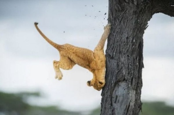 Какие фотографии животных признаны лучшими в 2022 году?