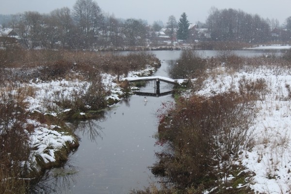 В Беларуси спасли лебедя. Подробности случая
