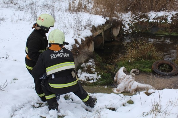 В Беларуси спасли лебедя. Подробности случая